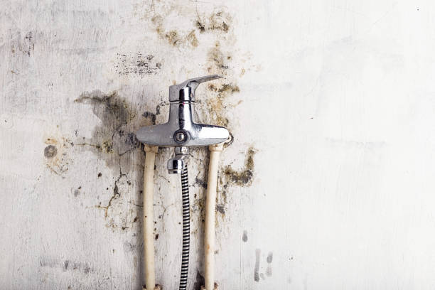 Best Mold Removal Near Me  in Coats, NC