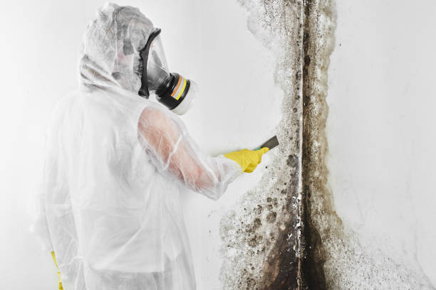 Best Commercial Mold Removal  in Coats, NC