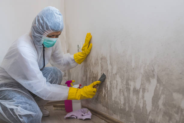 Best Best Mold Removal Companies  in Coats, NC