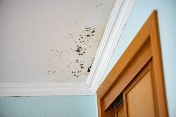 Best Residential Mold Removal  in Coats, NC