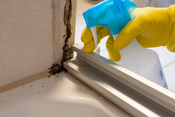 Best Black Mold Removal  in Coats, NC