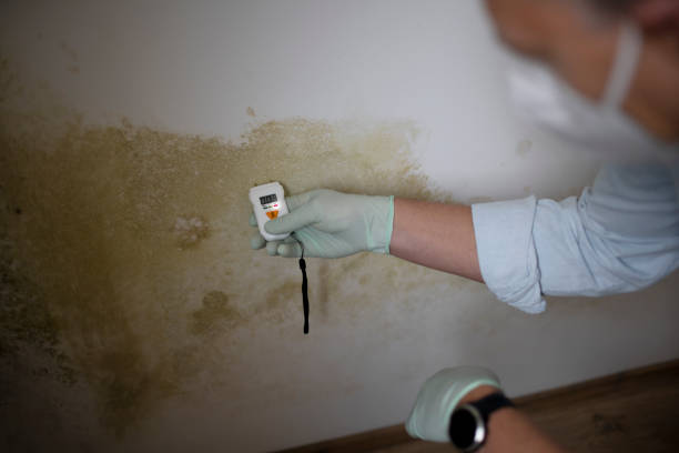 Mold Removal Process in Coats, NC