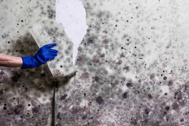 Best Certified Mold Removal  in Coats, NC